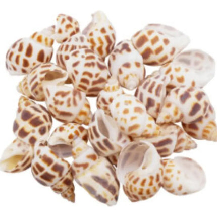 Pack Conchitas Decorativas, Conchas Variedades #1 Marrón