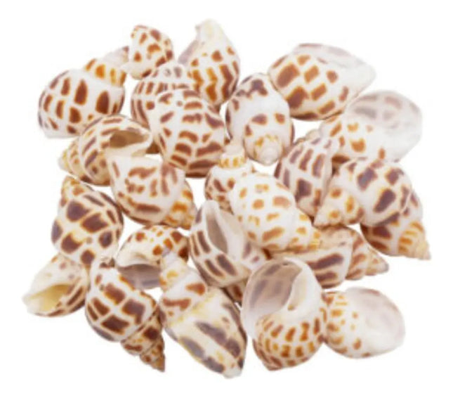 Pack Conchitas Decorativas, Conchas Variedades #1 Marrón