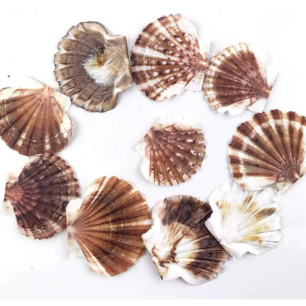 Pack Conchitas Decorativas, Conchas Variedades #2 Marrón