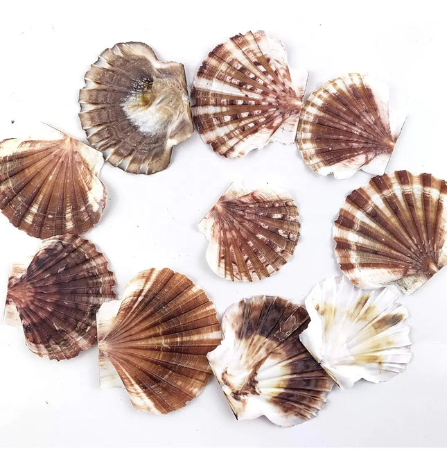 Pack Conchitas Decorativas, Conchas Variedades #2 Marrón