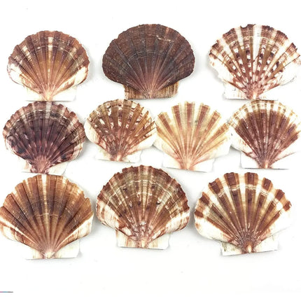 Pack Conchitas Decorativas, Conchas Variedades #2 Marrón