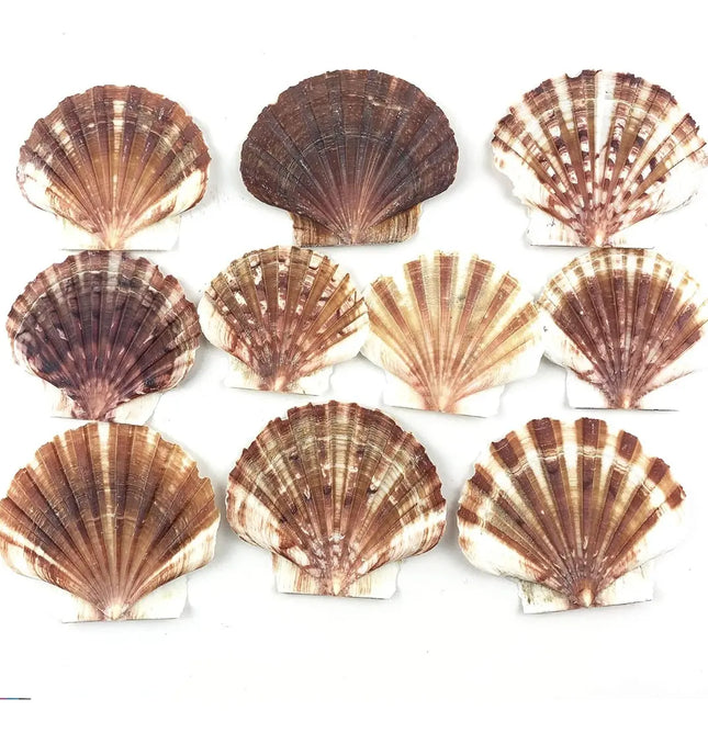 Pack Conchitas Decorativas, Conchas Variedades #2 Marrón